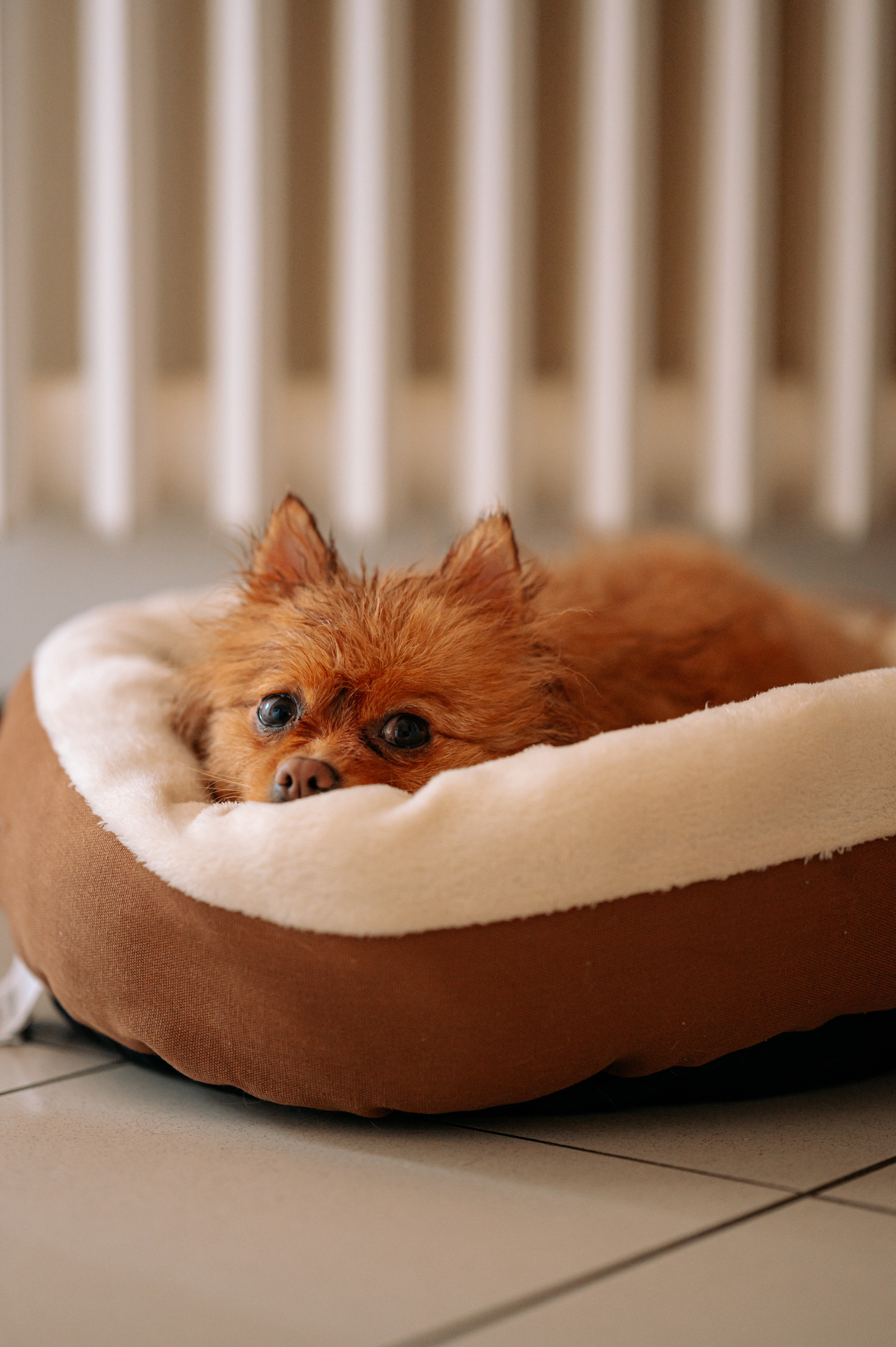 Imagen perro en cama